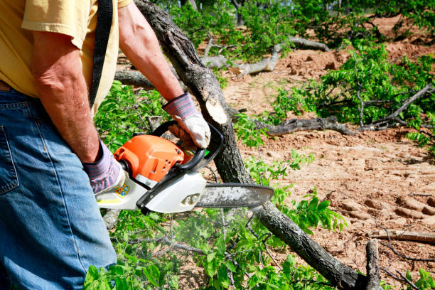 How Our Tree Care Process Works  in  Kamiah, ID